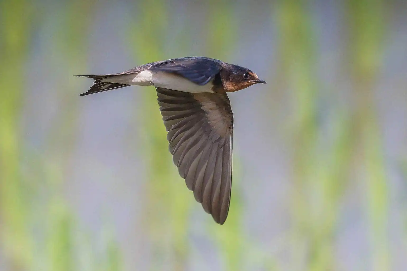 野鳥・ツバメの写真画像