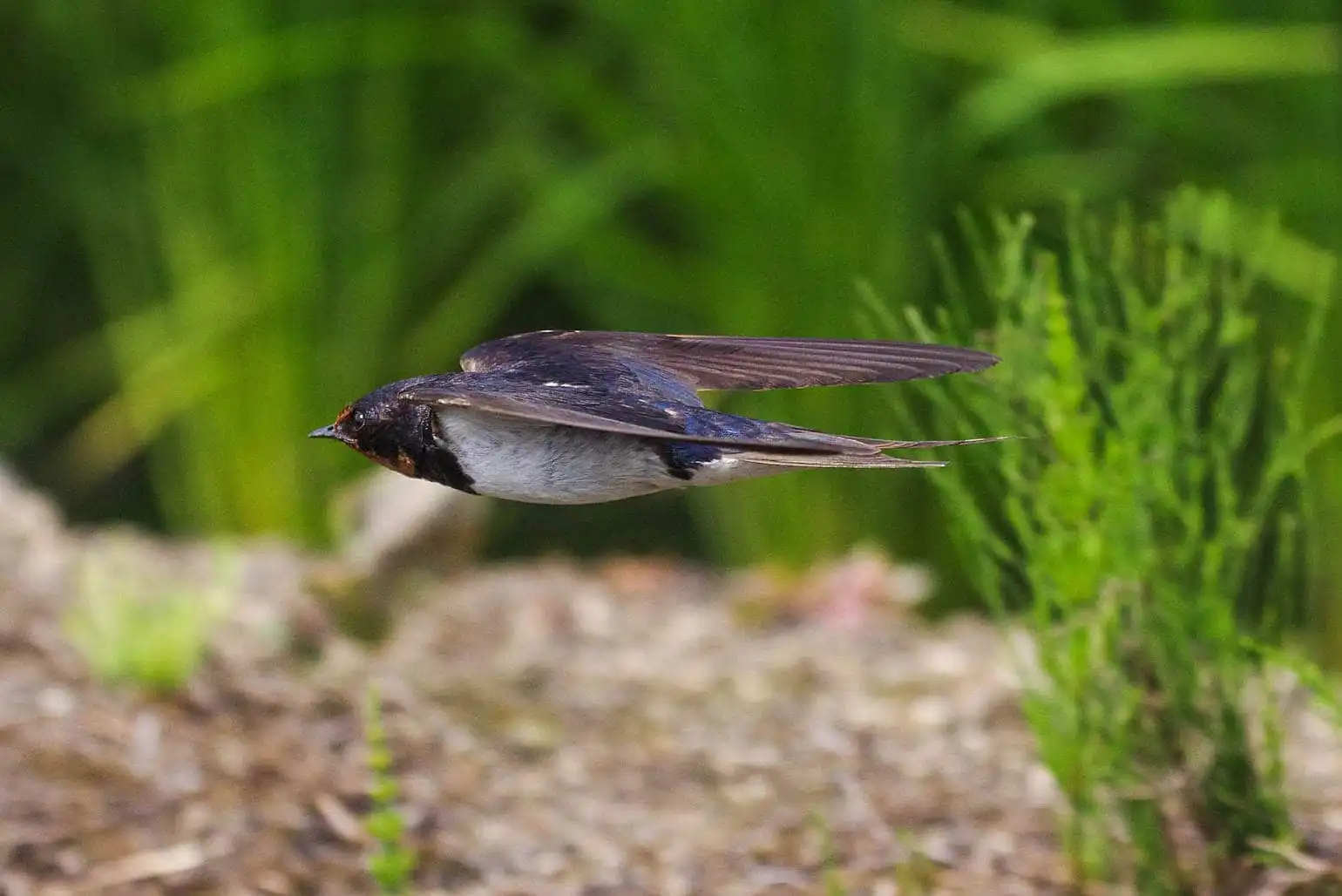 野鳥・ツバメの写真画像