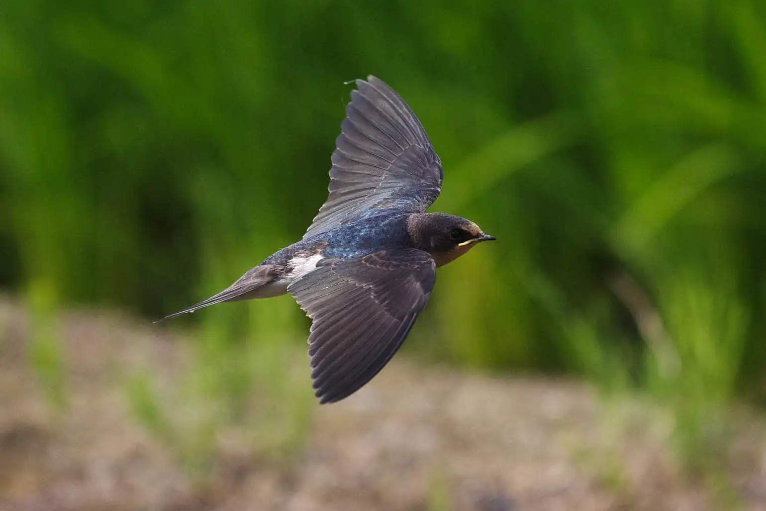 野鳥・ツバメの写真画像