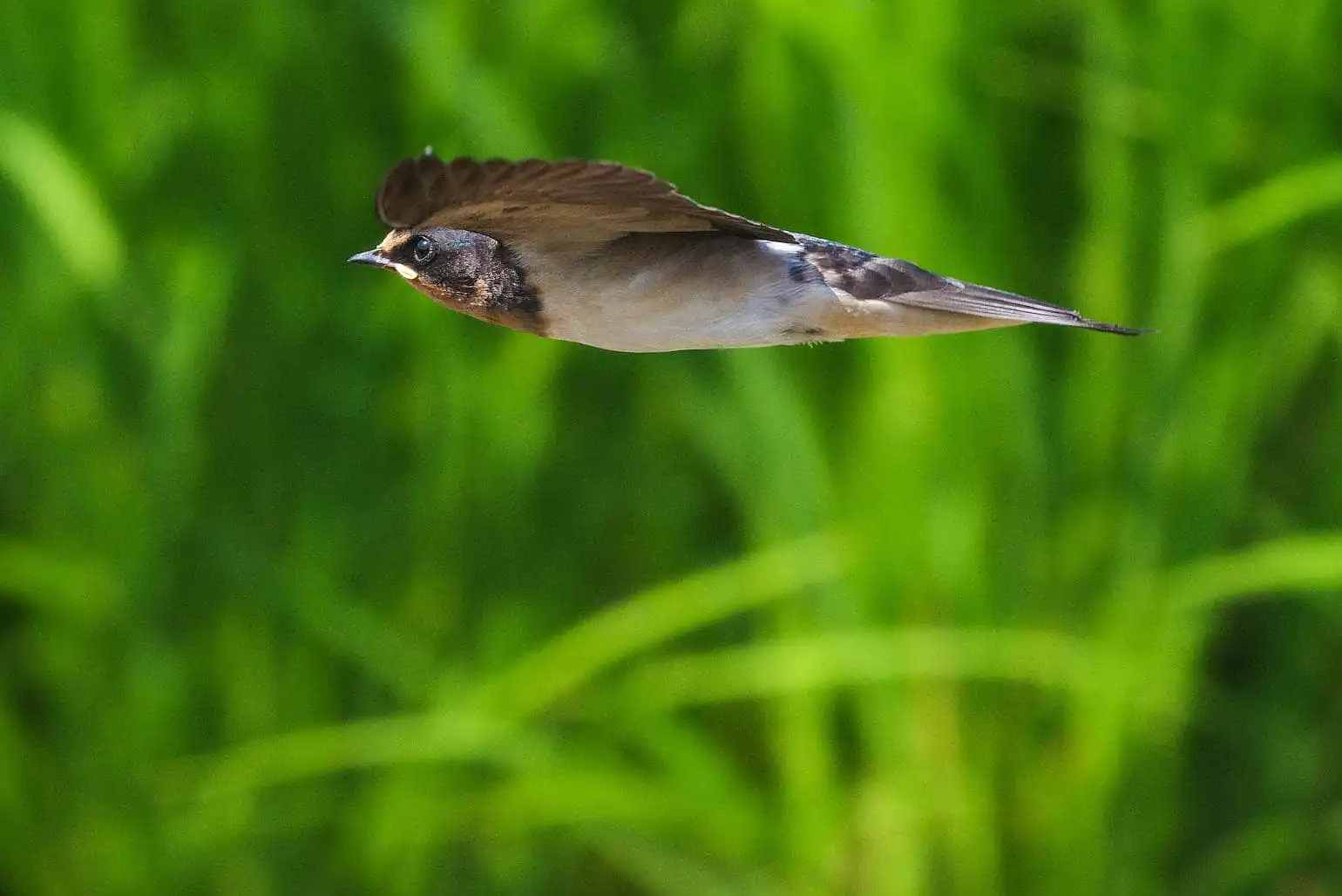 野鳥・ツバメの写真画像