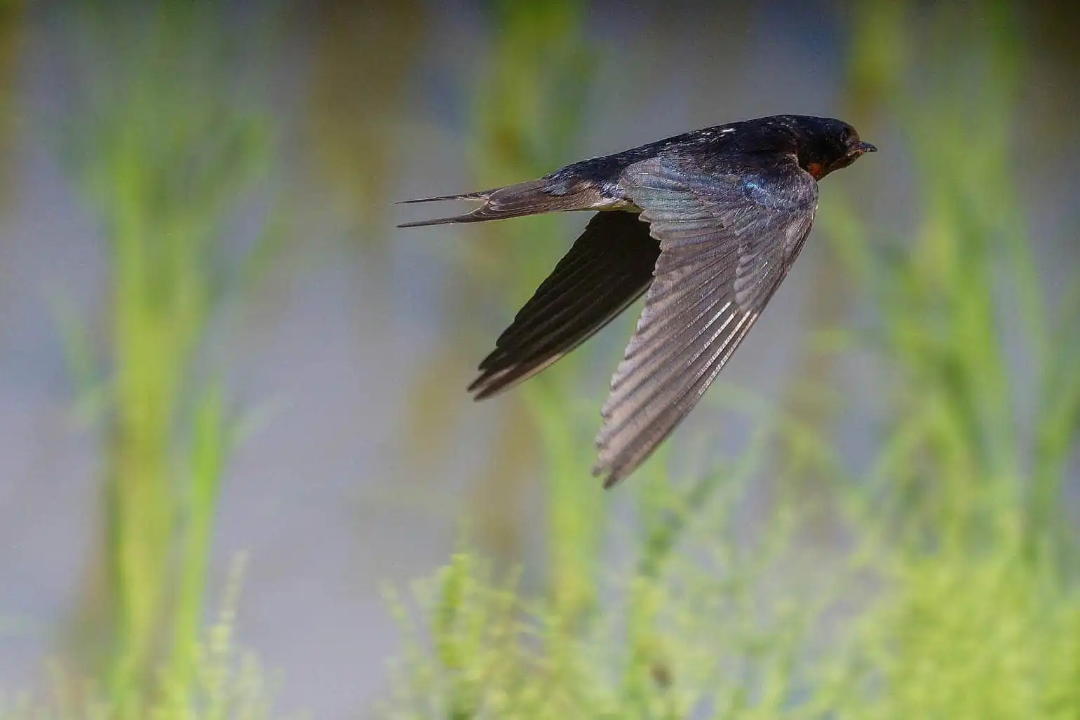 野鳥・ツバメの写真画像