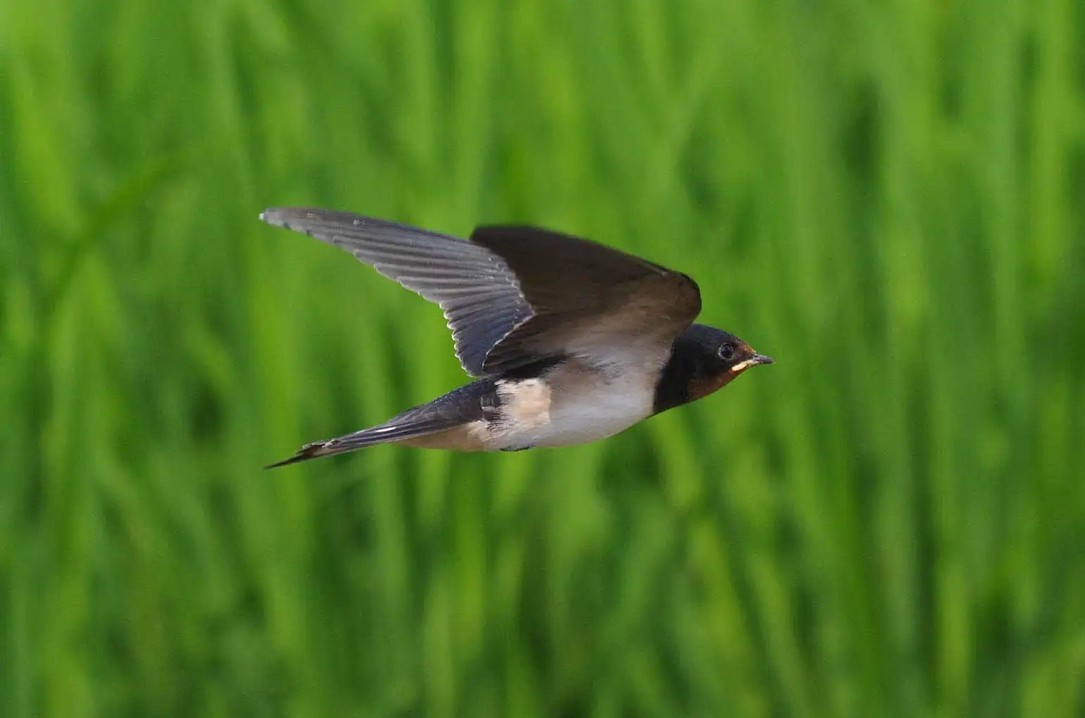 野鳥・ツバメの写真画像