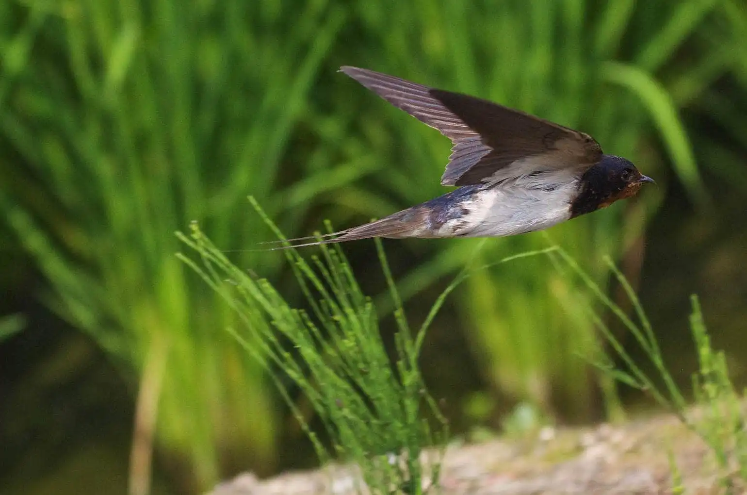 野鳥・ツバメの写真画像