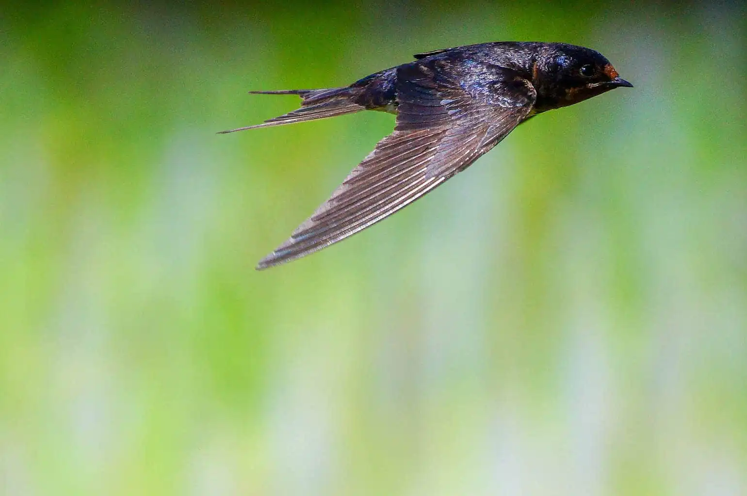 野鳥・ツバメの写真画像