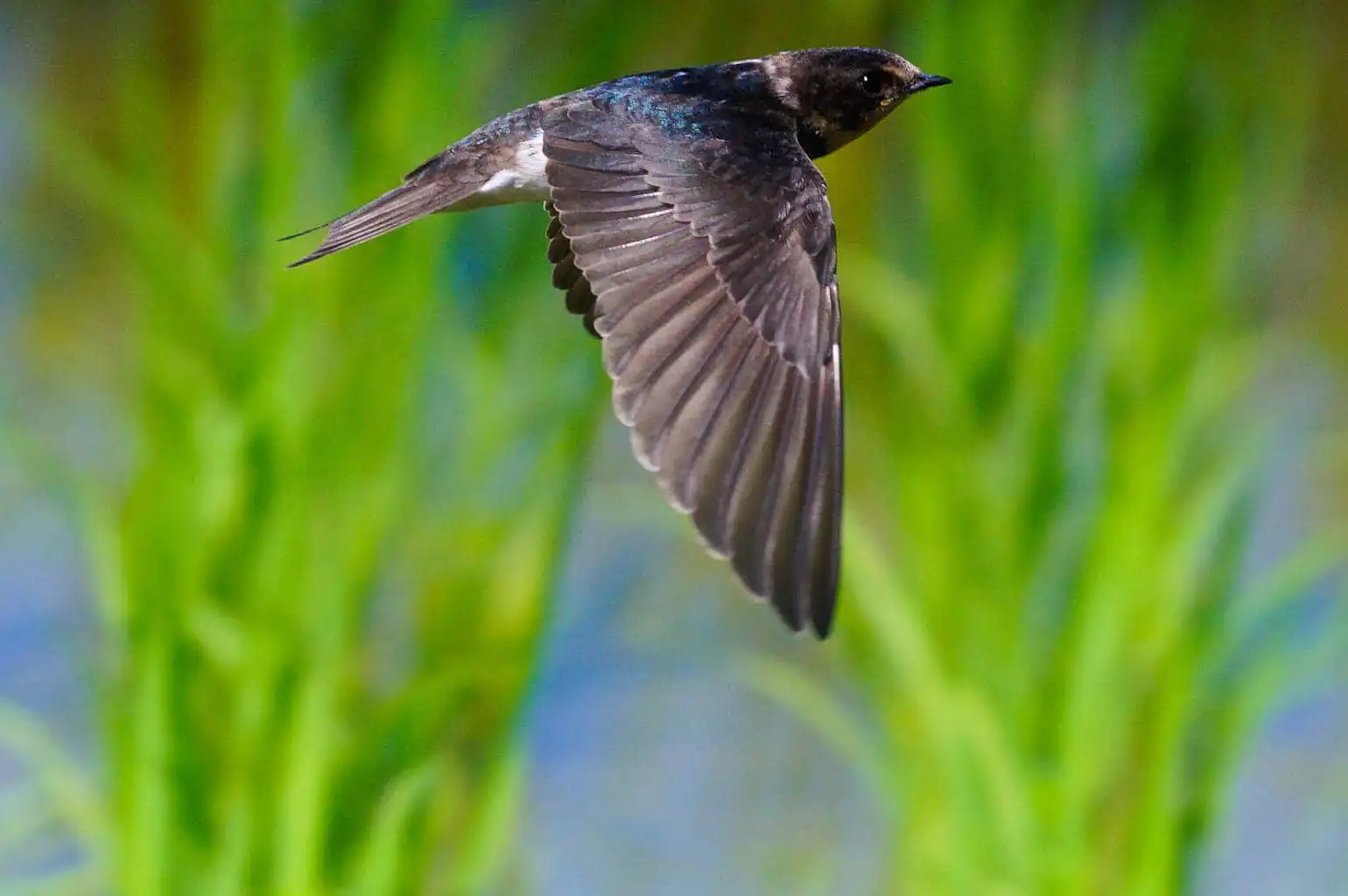 野鳥写真・ツバメの写真