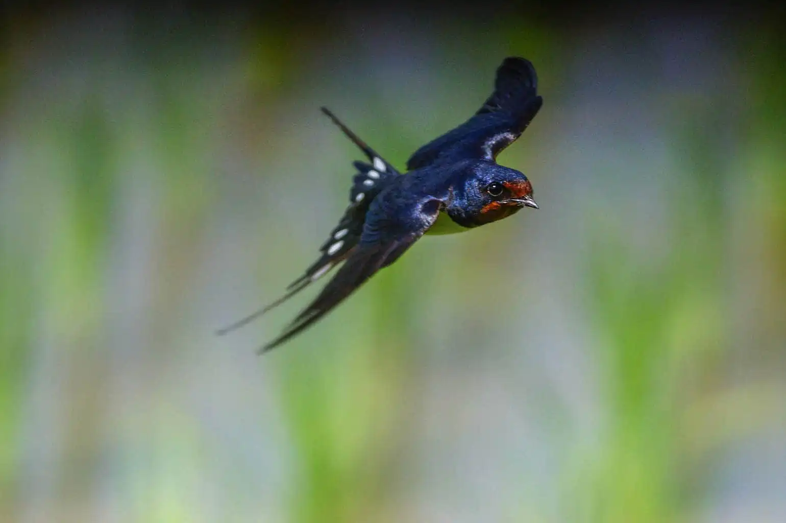 野鳥写真・ツバメの写真