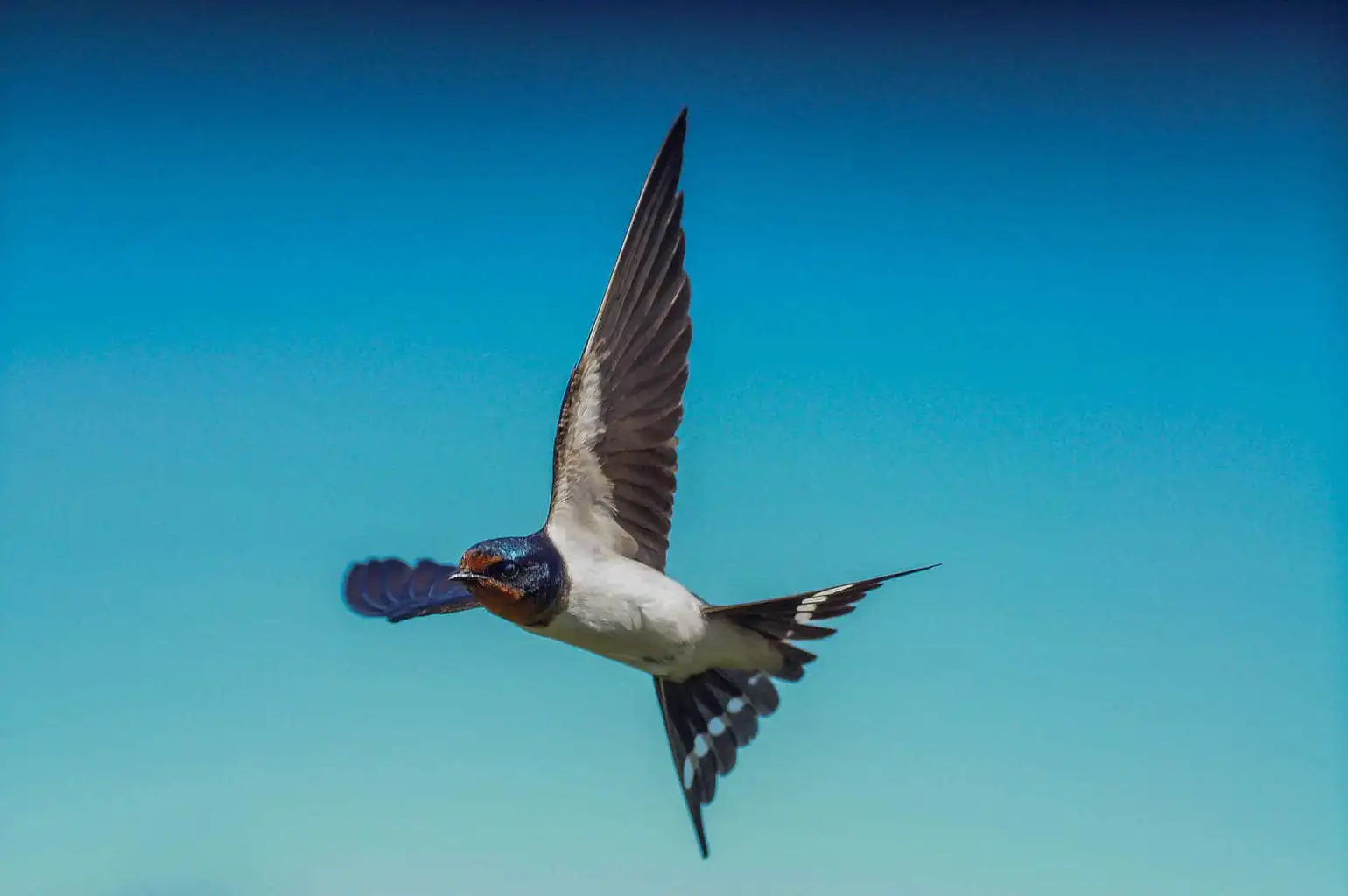 野鳥写真・ツバメの写真